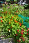 July 29, 2005 - Nasturtiums spill out of the raised vegetable bed.