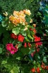 July 29, 2005 - A mix of nasturtiums.
