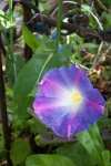July 29, 2005 - A morning glory unfurls its bud for the day.