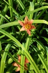 July 29, 2005 - The heritage daylilies that come from roots that once grew in my grandma's garden are just started to put forth their flowers.