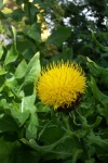 July 29, 2005 - I have no idea what this flower is.  I purchased it as a tiny bedding plant about three years ago from Walmart at the end of the season, sans name tag.  Now it's aobut four feet tall with huge overwhelming leaves and big yellow flowers that look like dandelion heads.