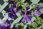 July 29, 2005 - Jackmanii clematis in bloom.  Finally.