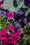 July 29, 2005 -  Purple wave petunias grow well next to the clematis.