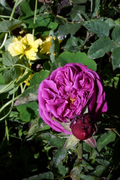 0831roses0005