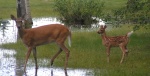 Doe_and_fawn