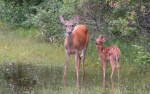 Doe_and_Fawn_1