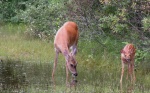 Doe_and_Fawn_2