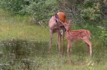 Doe_and_Fawn_3