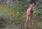 Doe_and_Fawn_4