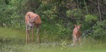Doe_and_Fawn_6
