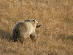 Fall 2005 - Grizzly