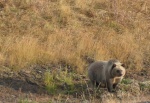 Fall 2005 - Grizzly bear