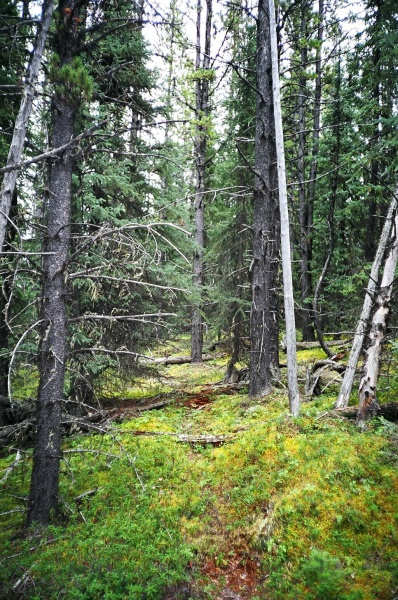 August 20, 2005 - The spruce forest behind our camp was filled with game trails.  We decided to follow them around the lake.