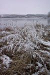 November 6, 2005 - Winter comes to Ghostpine Nature Sanctuary.  The first bit of snow ices the vegetation along the lakebed.