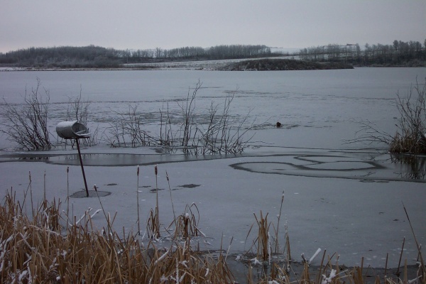 November 6, 2005 - Swirls of ice form on the lake.  Muskrats rest on top of the ice.