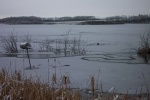November 6, 2005 - Swirls of ice form on the lake.  Muskrats rest on top of the ice.