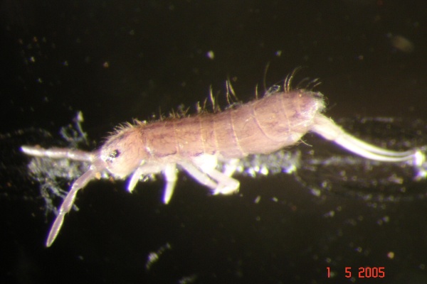 Springtails or Collembola, a type of arthropod that lives in the forest floor