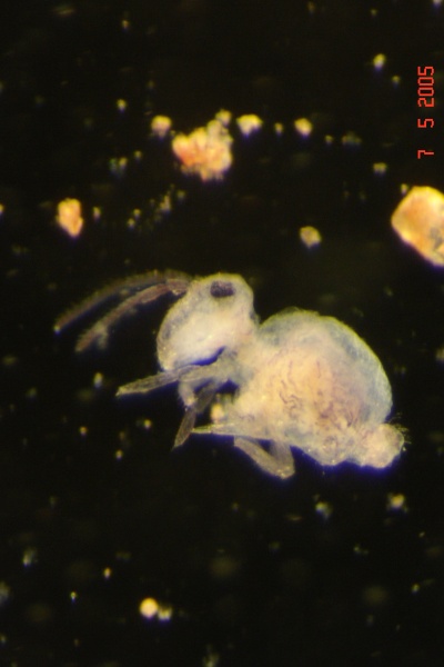 Springtails or Collembola, a type of arthropod that lives in the forest floor