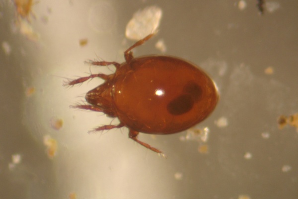 Oribatid mite.