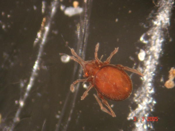 Oribatid mite.