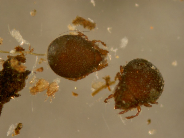 Oribatid mite.