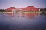 Canada geese swimming in the artificial lake at the Alberta Research Council