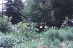 Cheryl's garden in a summer when there was no drought.