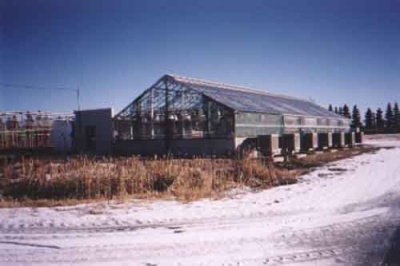 Alberta has the benefit of lots of sunshine, especially during the long summer days, which is a plus for greenhouse growers