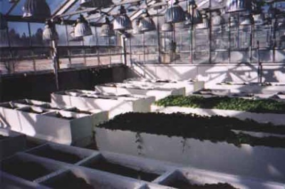 Growing beds for  borage and echinaechia