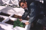 Dr. Moyhuddin Mirze with borage as a medicinal plant