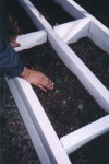 Borage