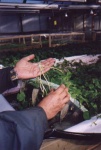 Roots of the Gotucola