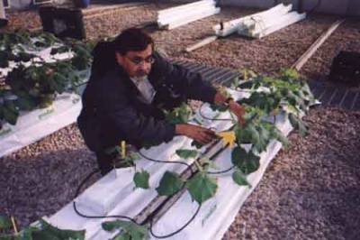 Dr. Moyhuddin Mirza with special growing medium for plants