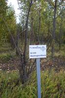 Highlight for album: Alberta Pacific Hybrid Poplar Breeding Program