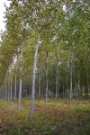Poplar Grove