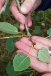 Buds set on Chinese Aspen male