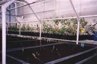 Highlight for album: Weyerhauser Hybrid Poplar Project