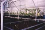 This is a greenhouse at the Weyerhauser site near Drayton Valley were poplars are cross pollinated