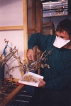 A worker is collecting pollen for hybridizing poplars