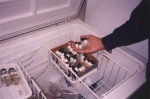 More genetic material for hybrid poplars which is stored in a freezer