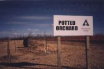 This is the orchard where seedlings are grown