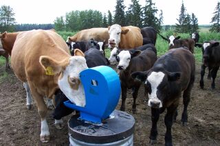 Cattle Lined Up At The Pump